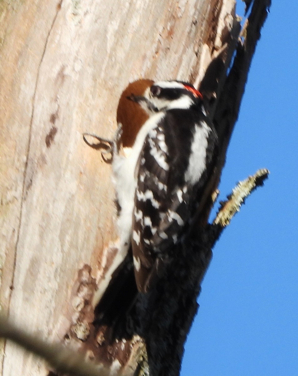Downy Woodpecker - ML618622580