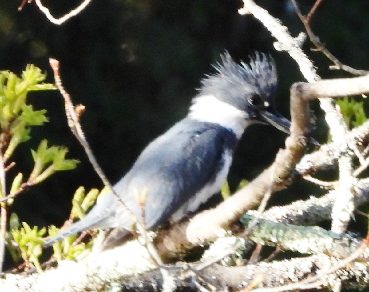 Belted Kingfisher - ML618622600
