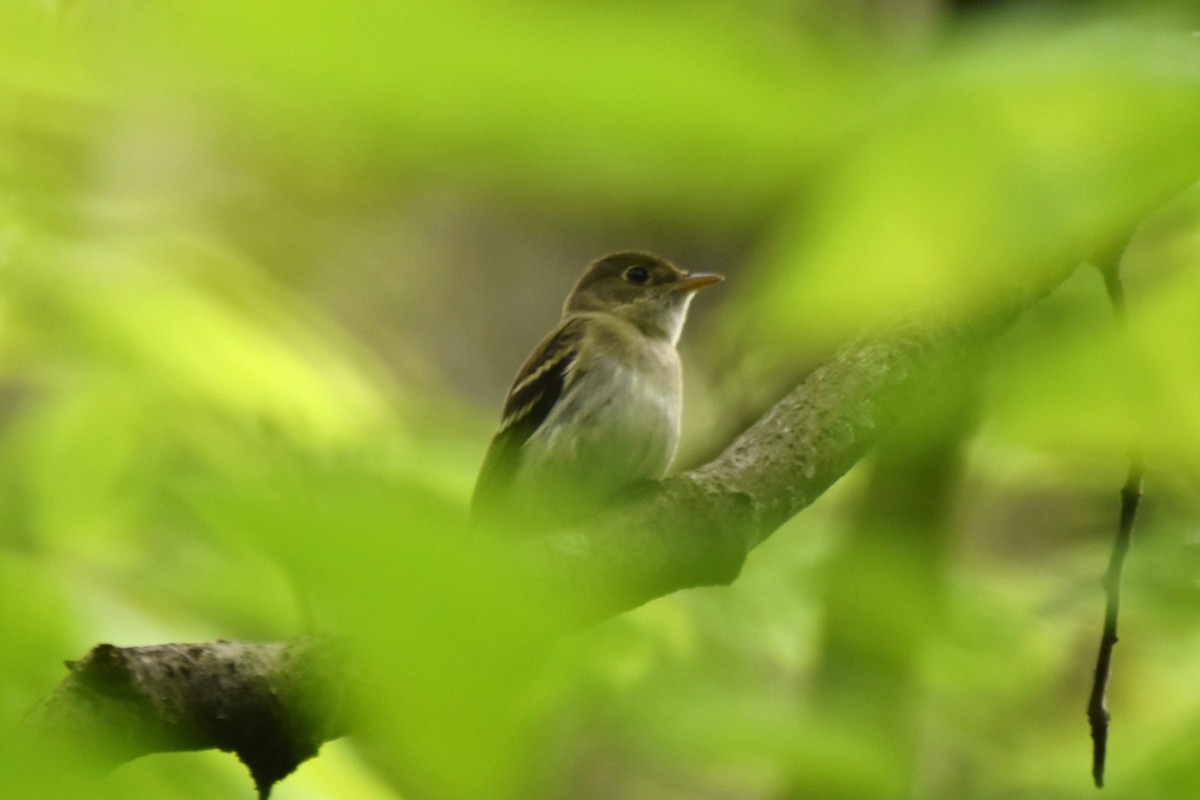 Acadian Flycatcher - irina shulgina