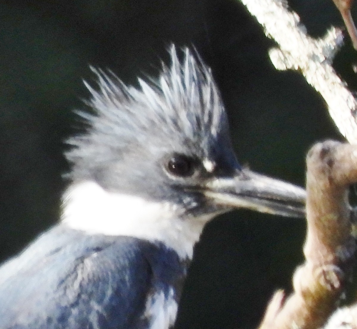 Belted Kingfisher - ML618622606