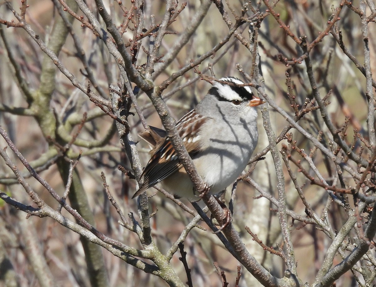 White-crowned Sparrow - ML618622614