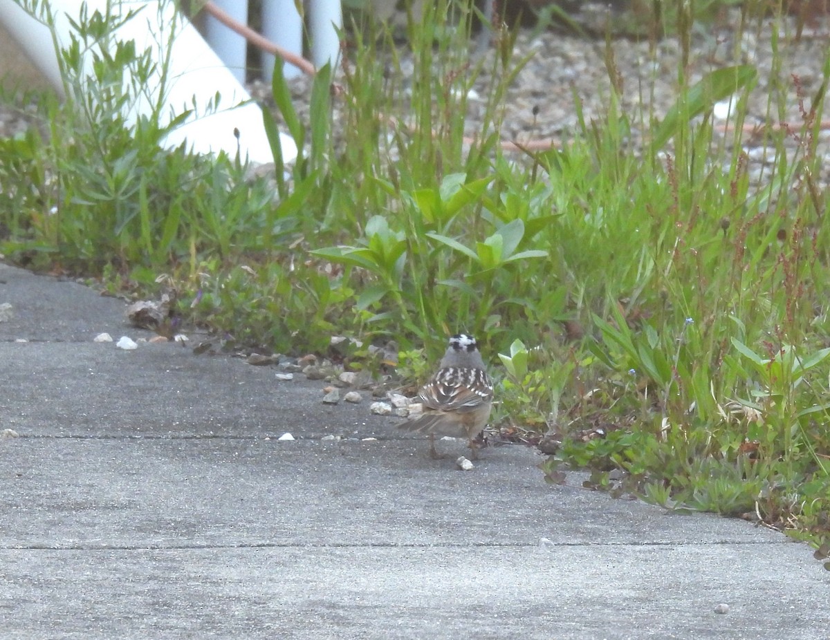White-crowned Sparrow - ML618622615