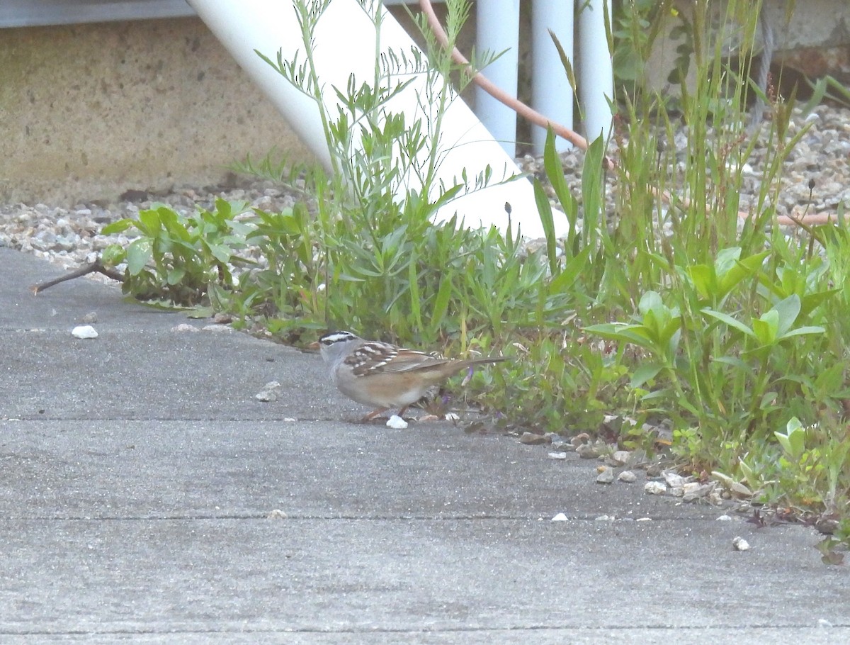 White-crowned Sparrow - ML618622617