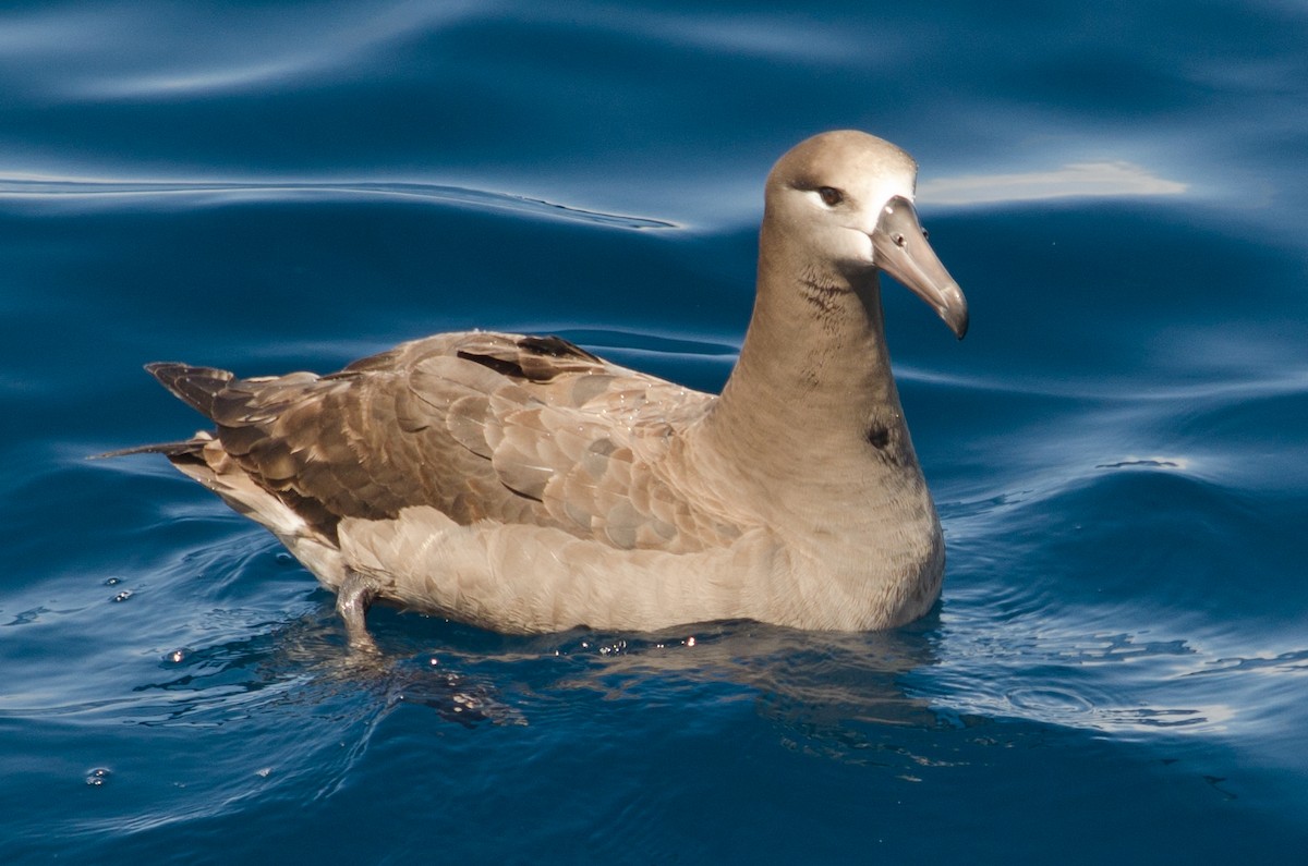 albatros černonohý - ML618622636