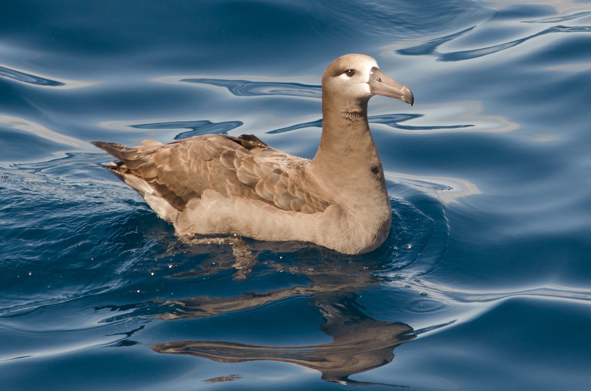 albatros černonohý - ML618622637