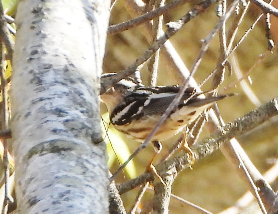 Black-and-white Warbler - ML618622647