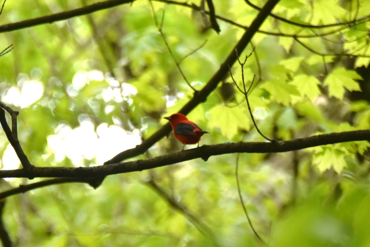 Scarlet Tanager - ML618622687