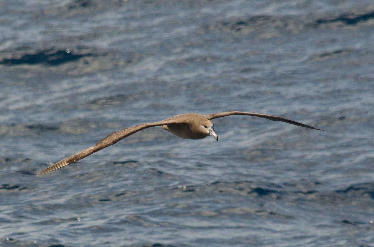 albatros černonohý - ML618622693