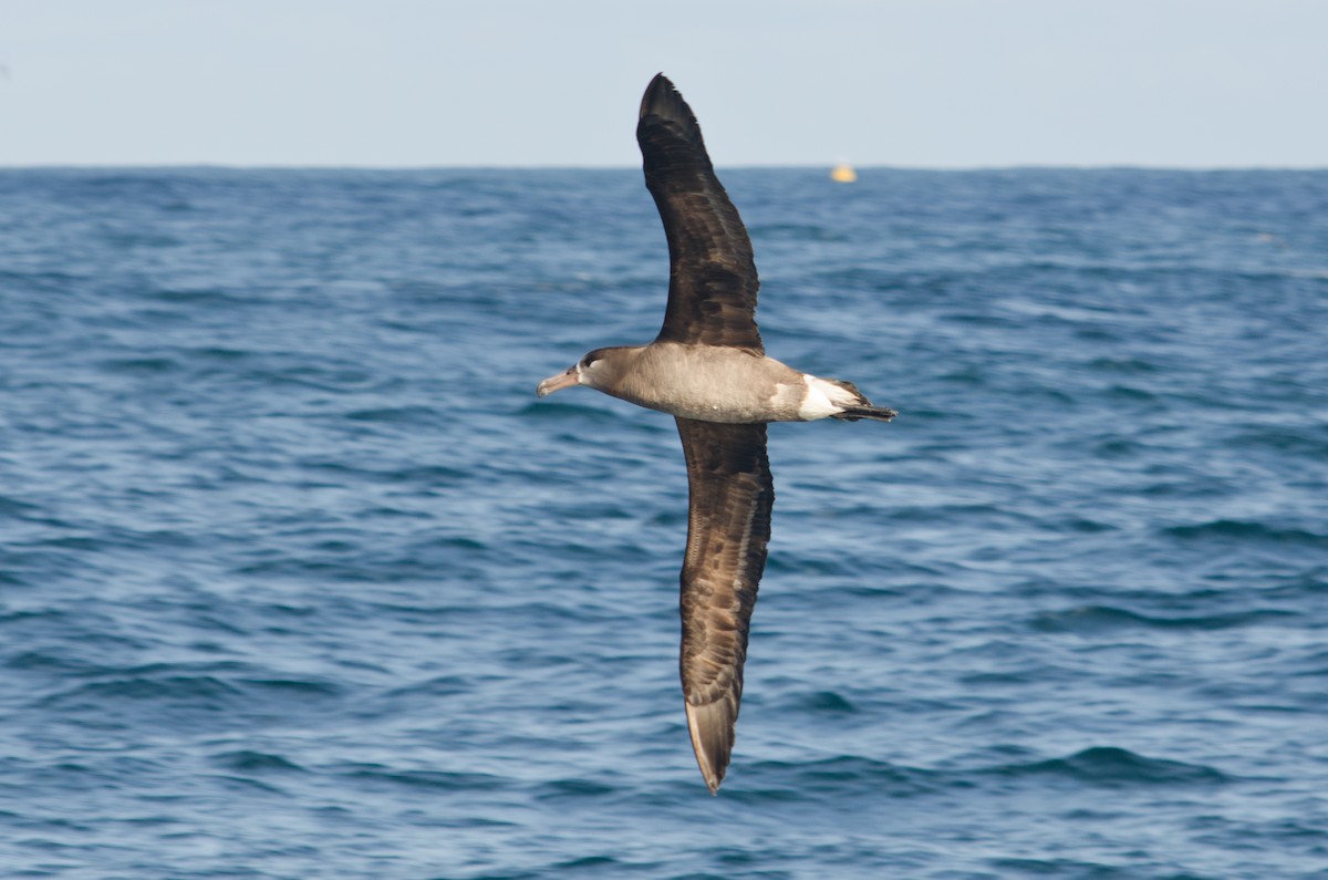 albatros černonohý - ML618622694