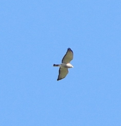 Broad-winged Hawk - ML618622695