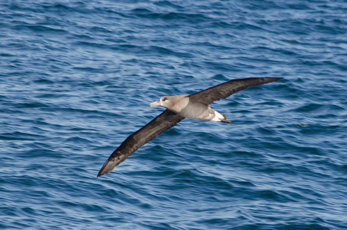 albatros černonohý - ML618622696