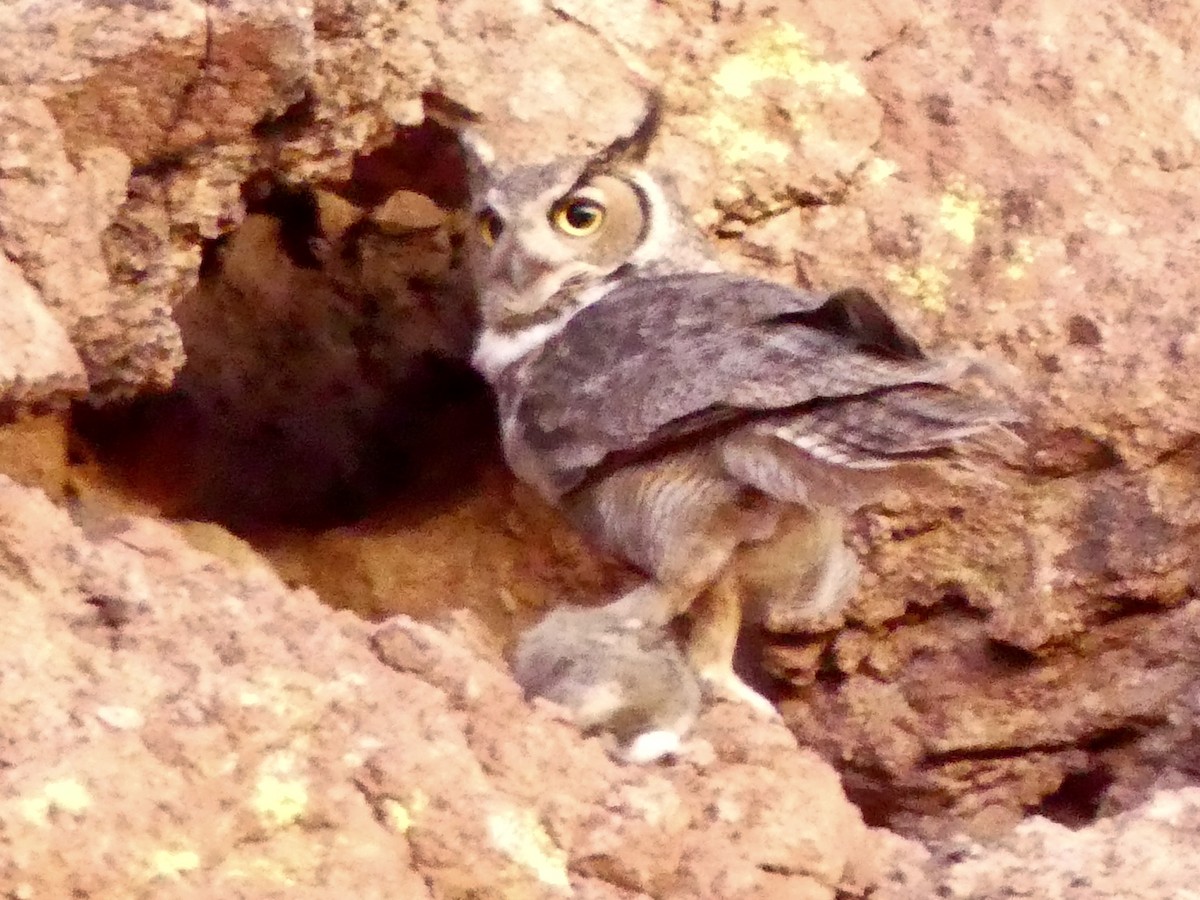 Great Horned Owl - ML618622698