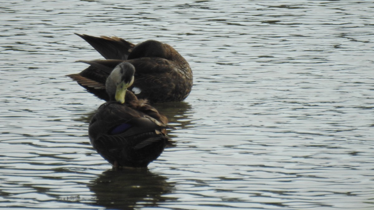 American Black Duck - Anca Vlasopolos