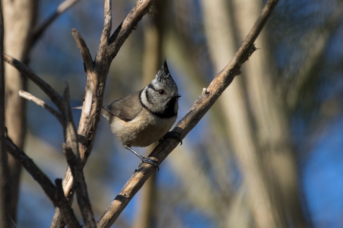 Crested Tit - ML618622747