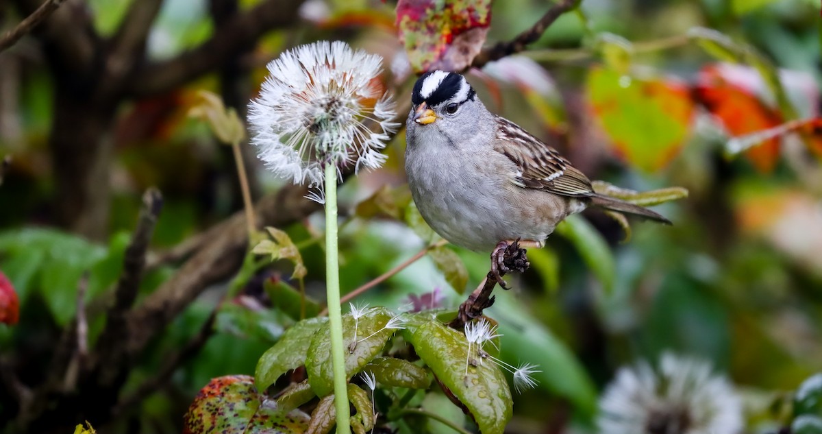 White-crowned Sparrow (pugetensis) - ML618622761