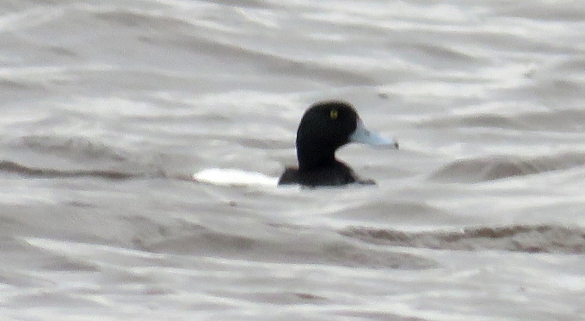 Greater Scaup - ML618622787
