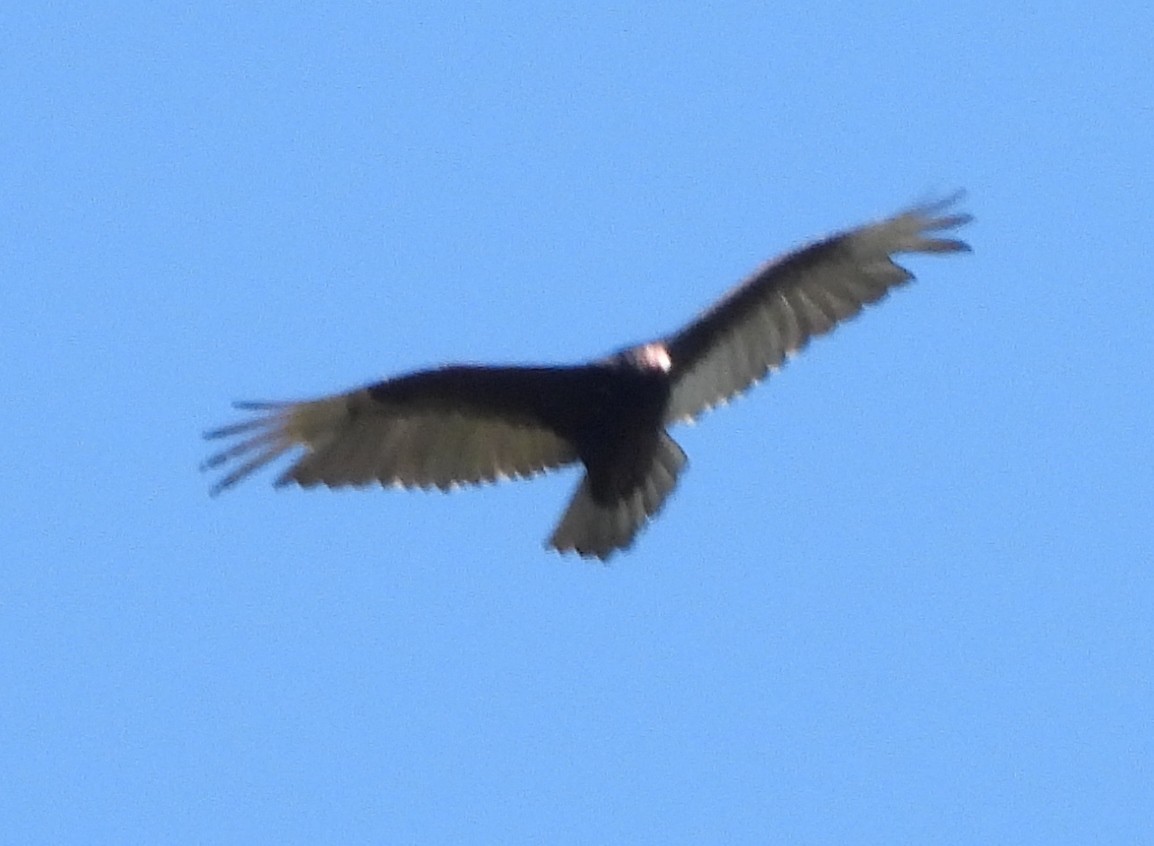 Turkey Vulture - ML618622792