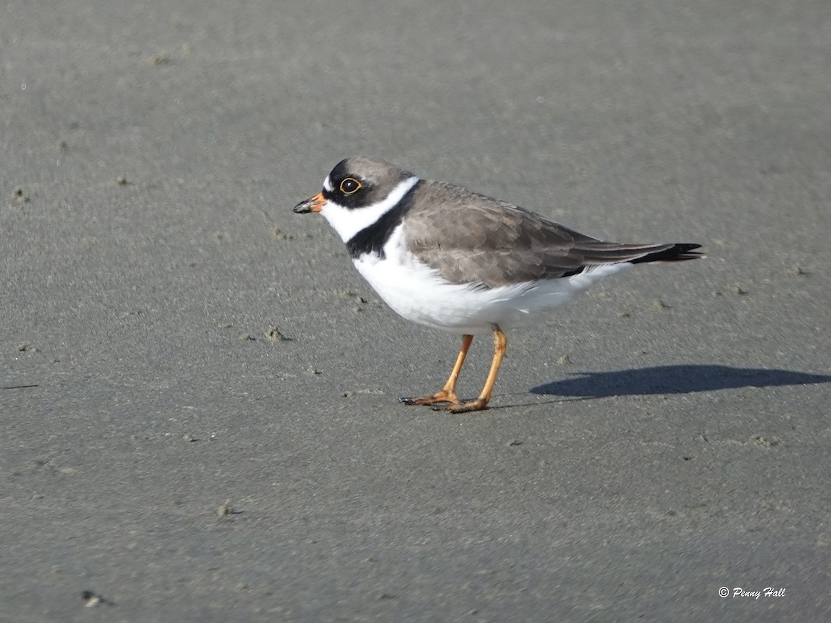 Semipalmated Plover - ML618622801