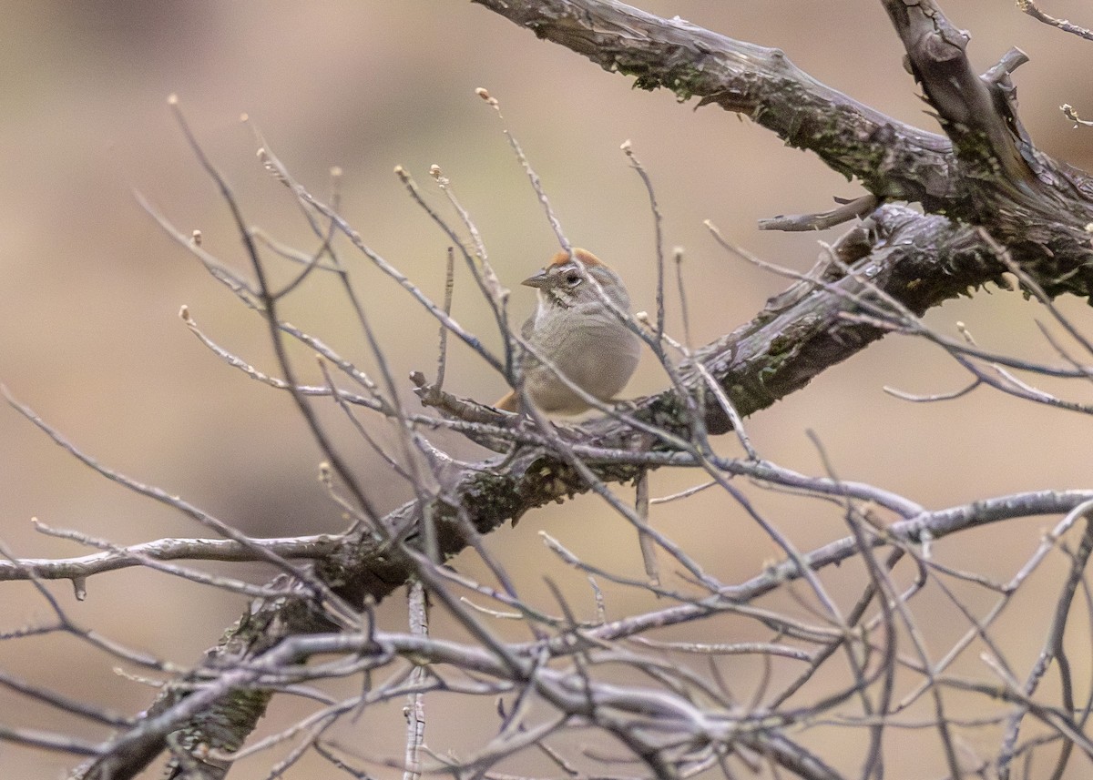 Rufous-crowned Sparrow - ML618622810