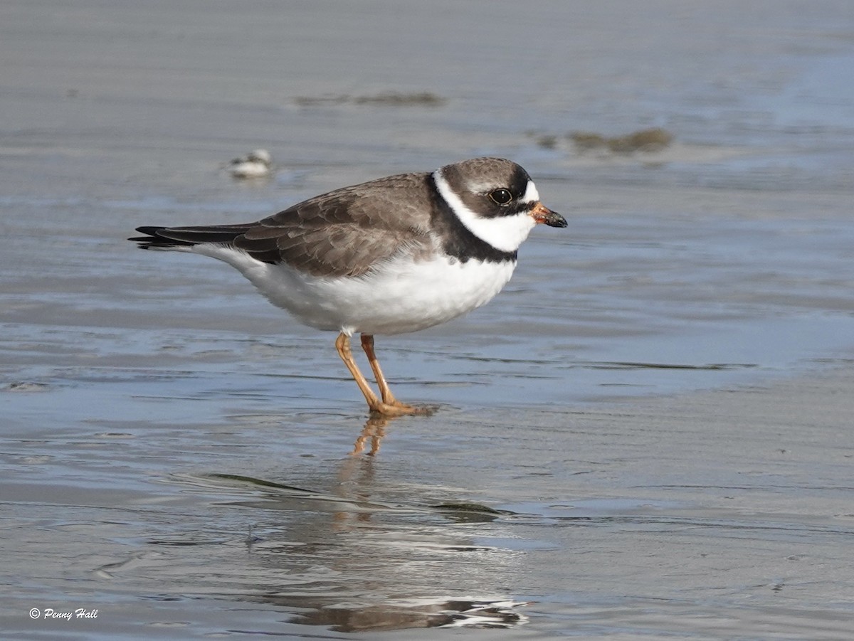 Semipalmated Plover - ML618622815