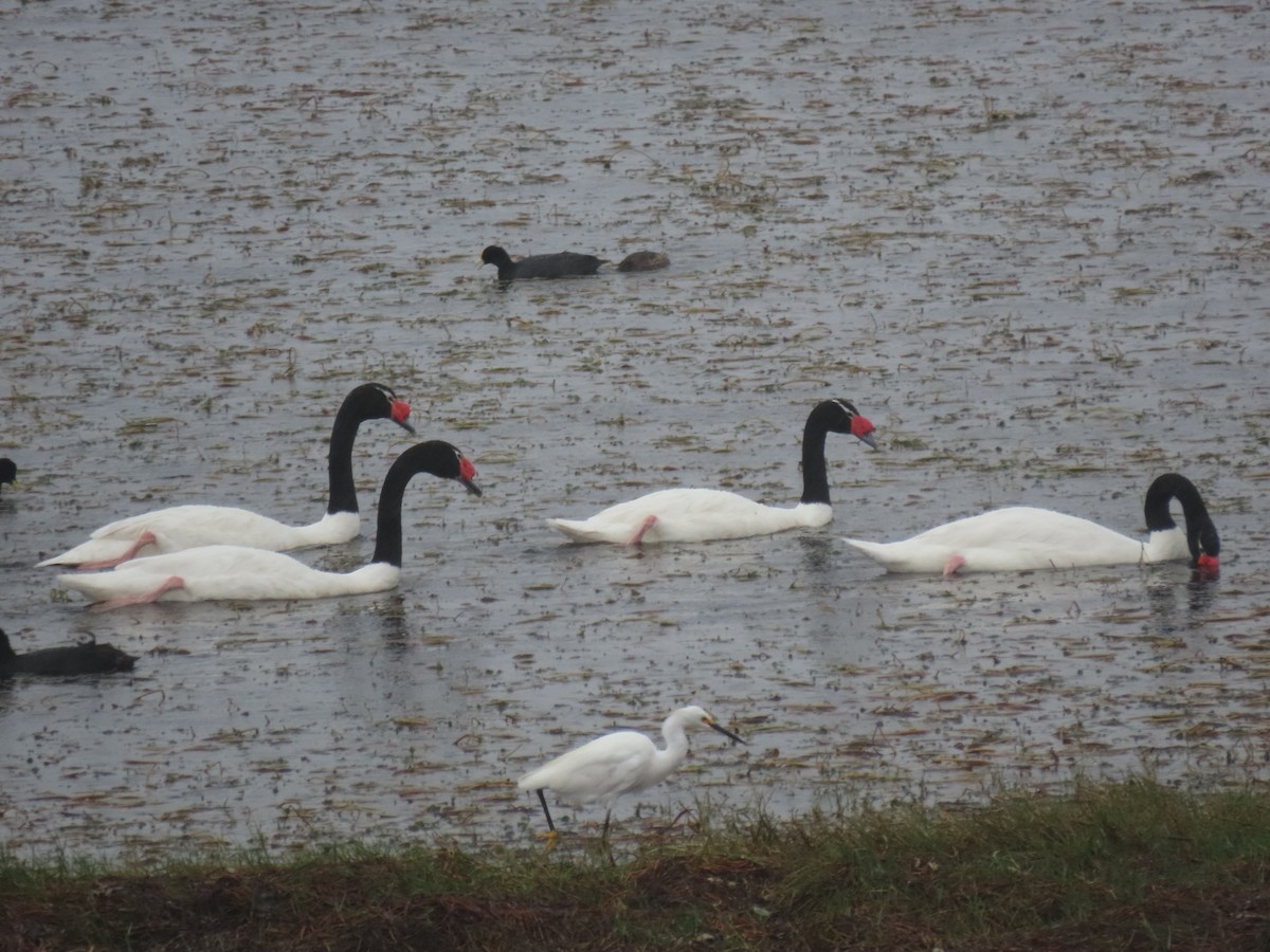 Black-necked Swan - ML618622848