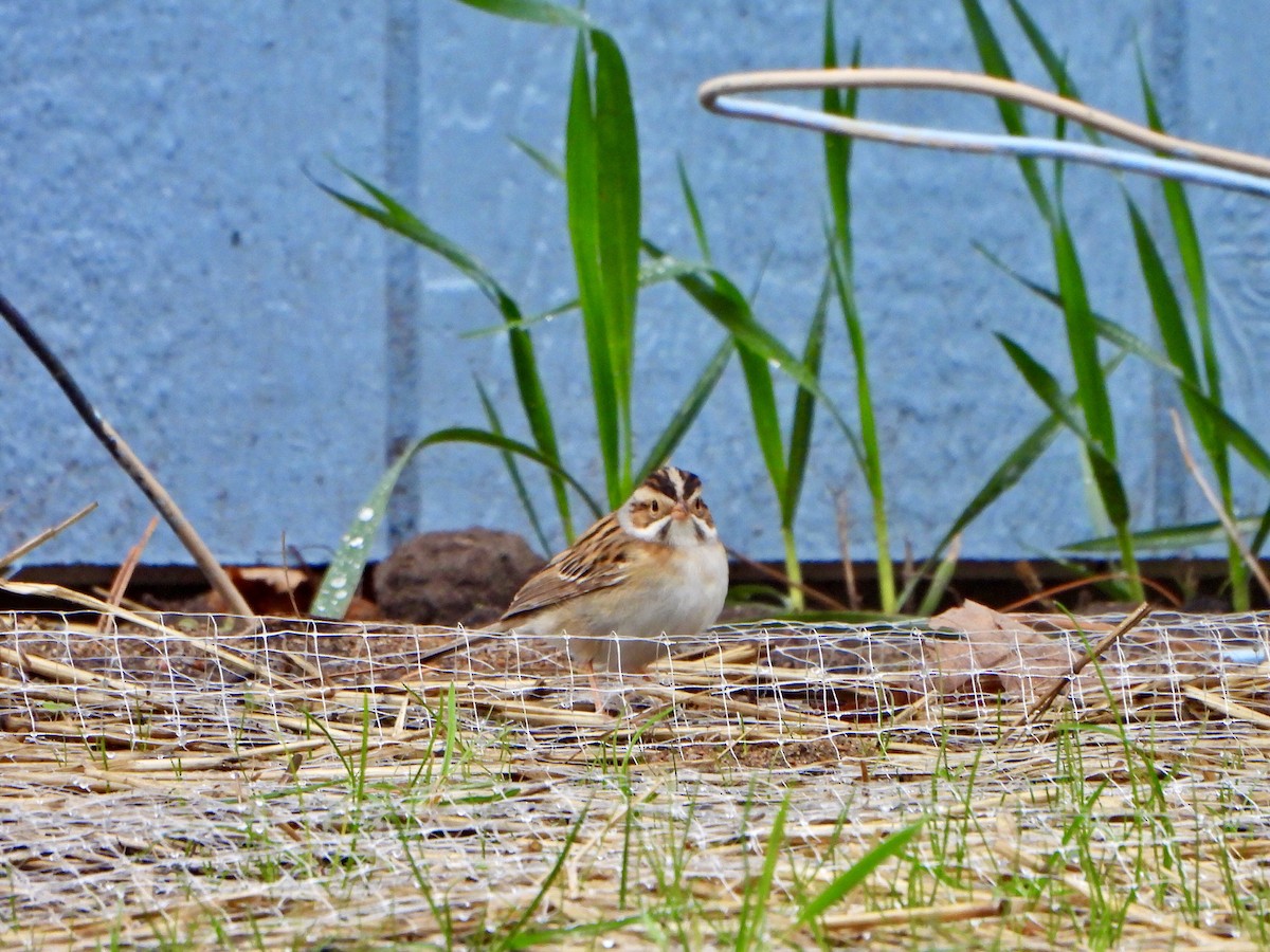 Clay-colored Sparrow - Jane Cullen
