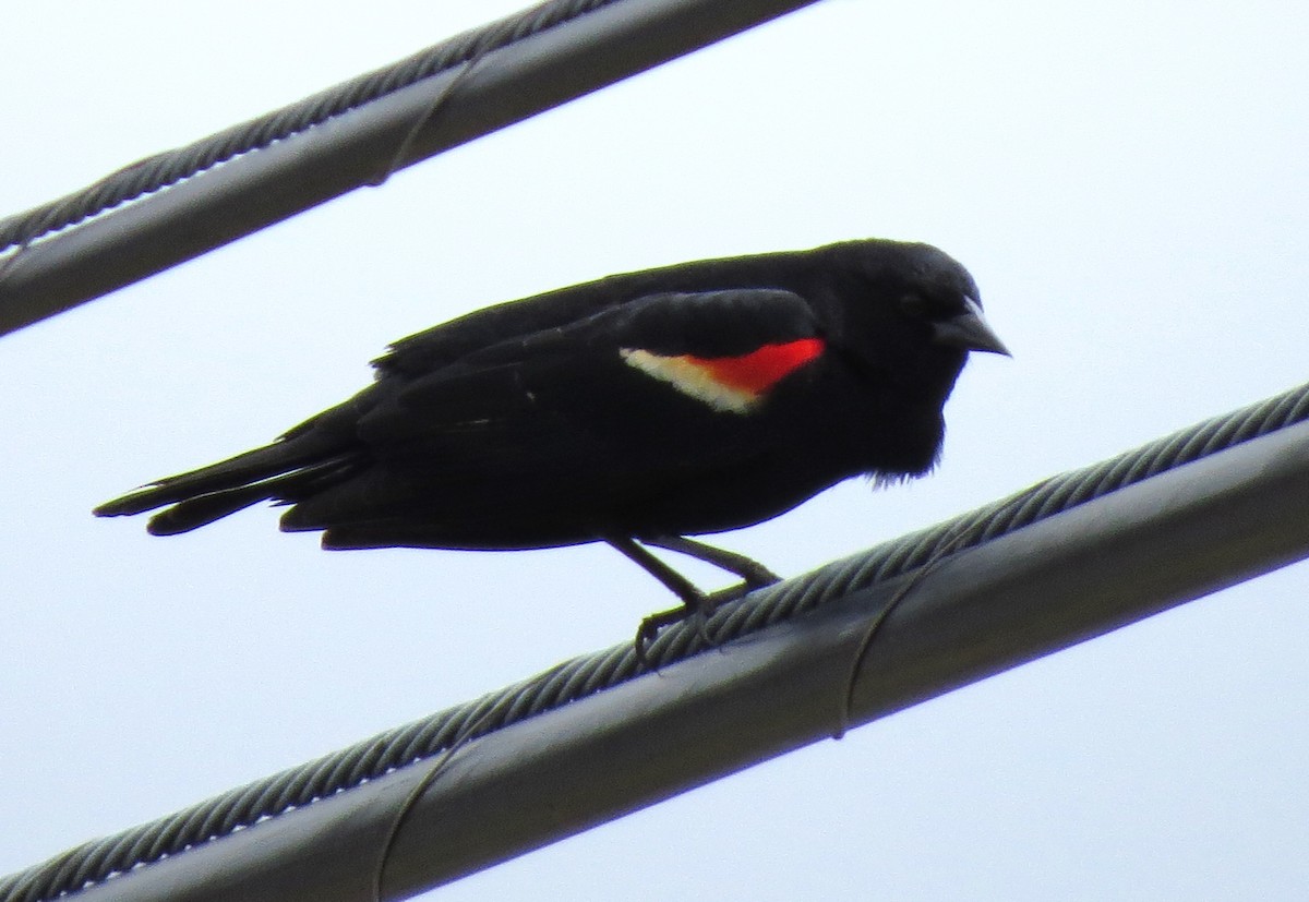 Red-winged Blackbird - ML618622891
