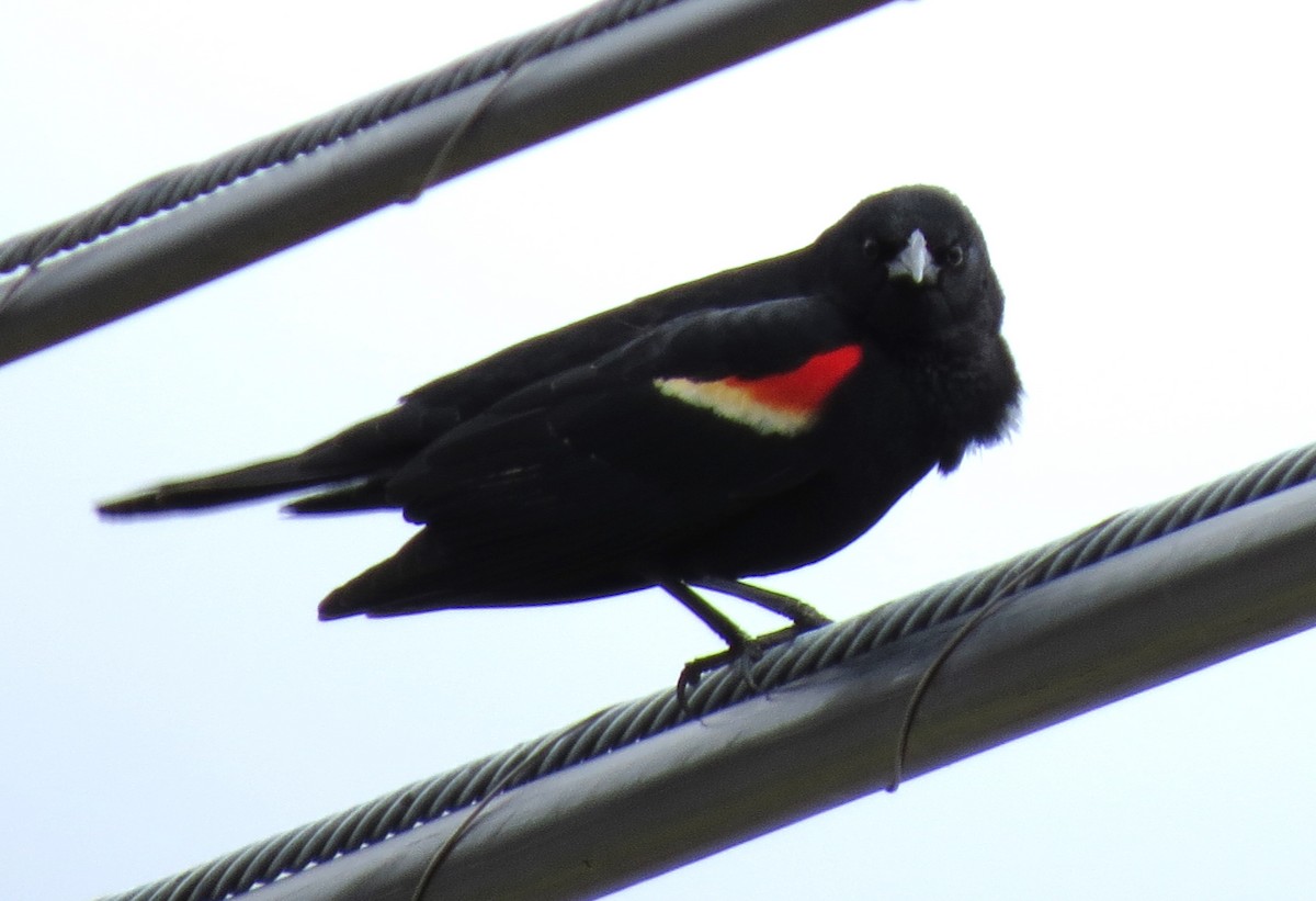 Red-winged Blackbird - ML618622900