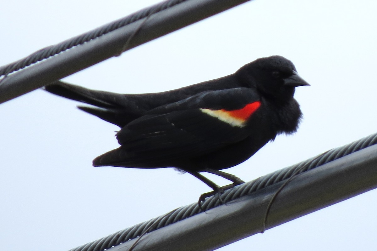 Red-winged Blackbird - ML618622905