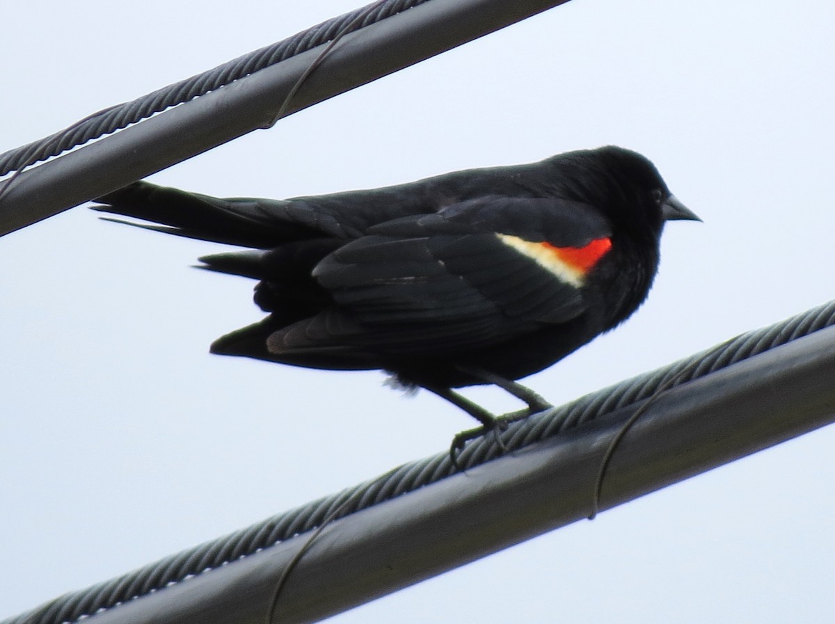 Red-winged Blackbird - ML618622911