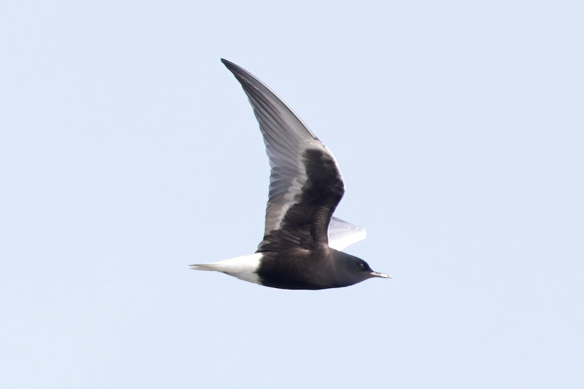White-winged Tern - ML618622948