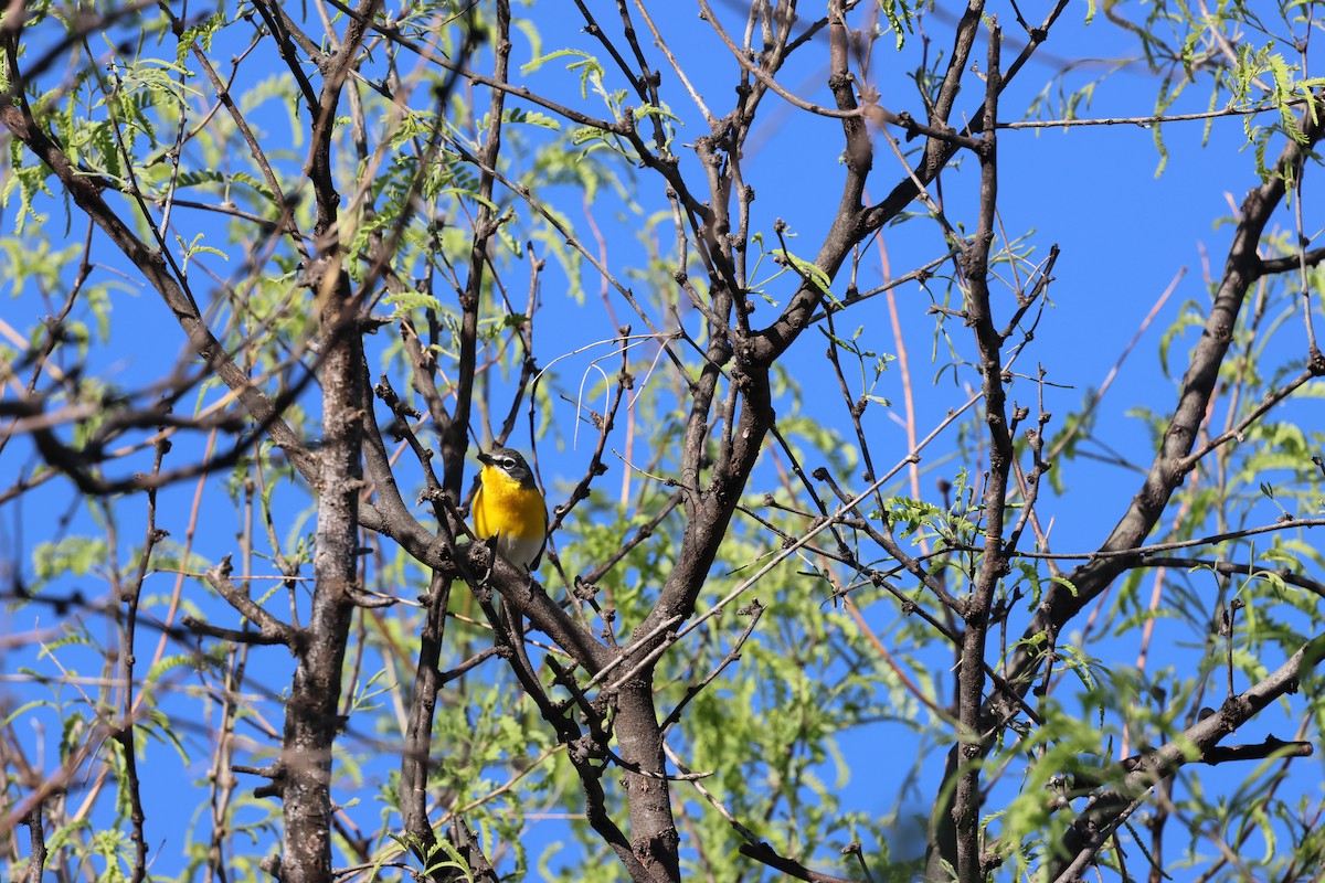 Yellow-breasted Chat - ML618622989
