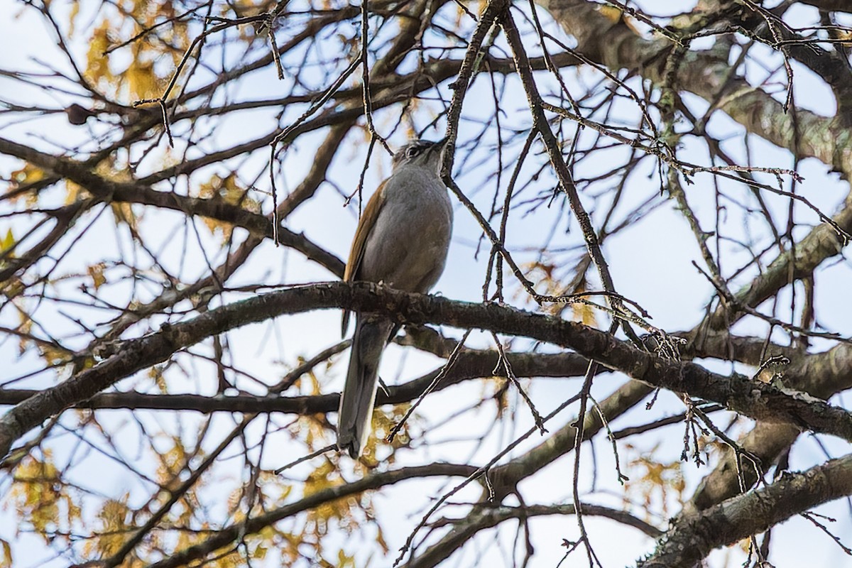 Brown-backed Solitaire - ML618623010