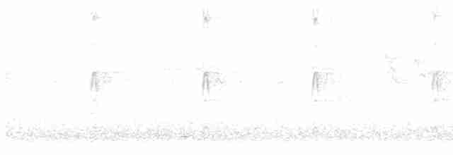 Çizgili Büyük Tiran - ML618623016