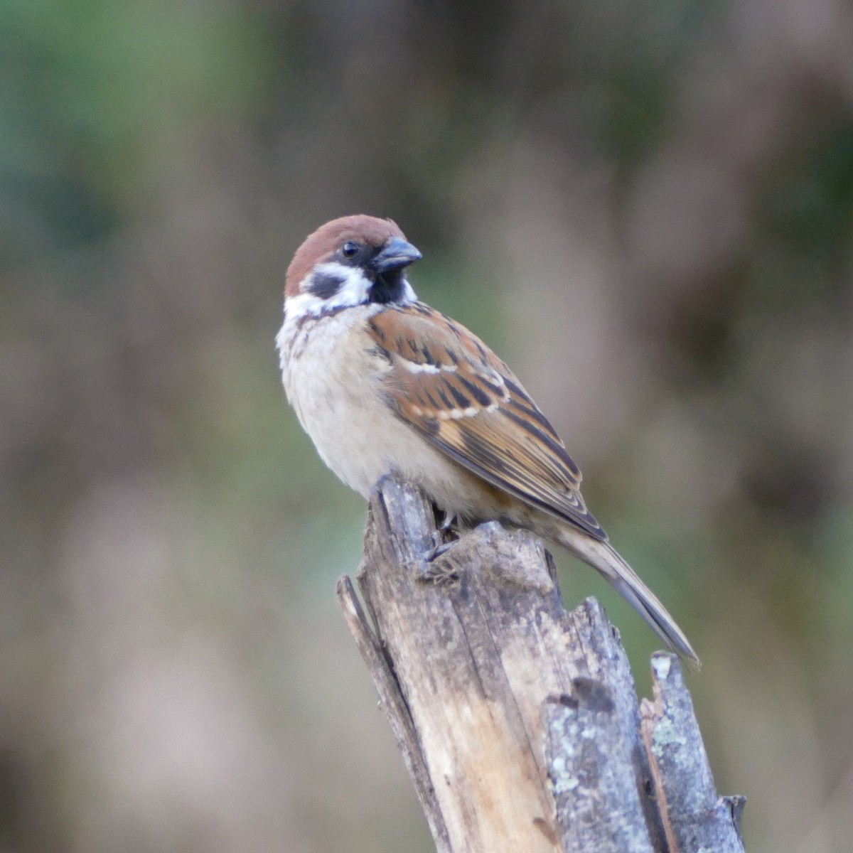 Eurasian Tree Sparrow - Heinrich Schiess