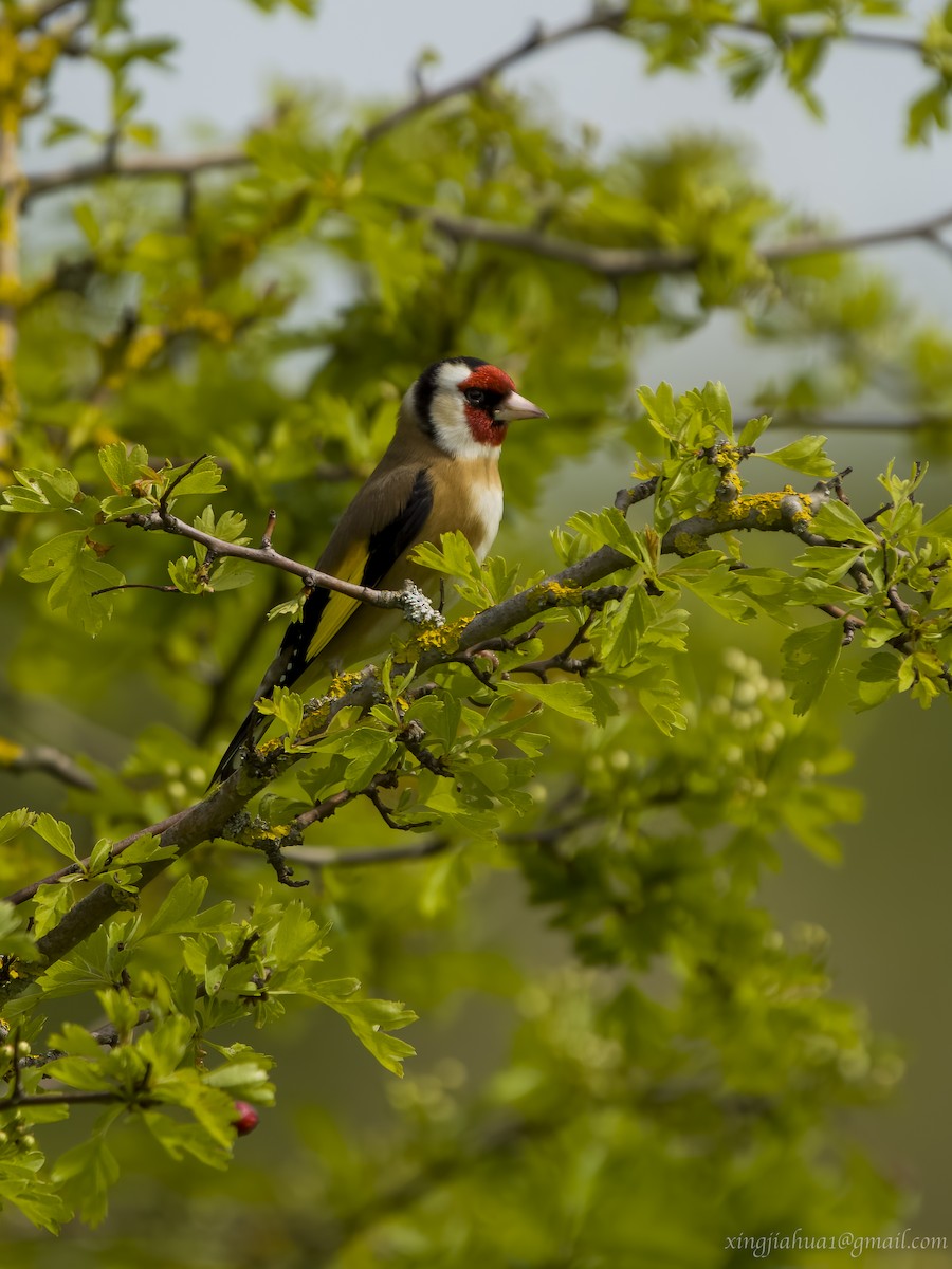 European Goldfinch - Jiahua Xing