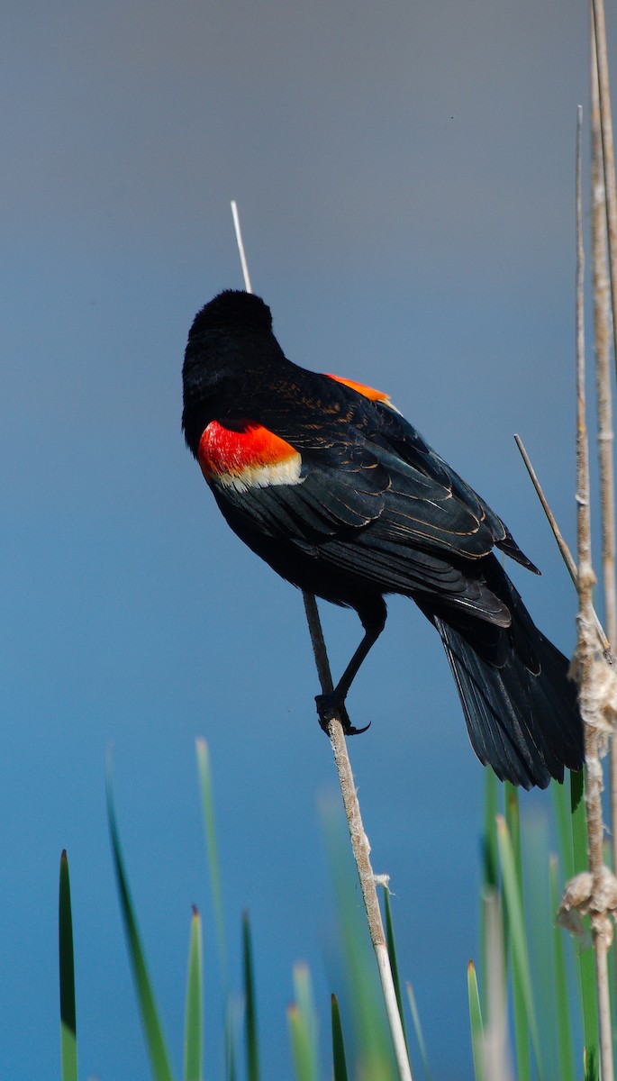 Red-winged Blackbird - ML618623083