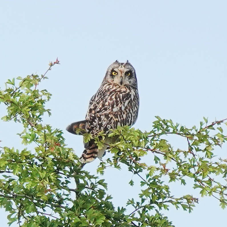 Short-eared Owl - ML618623123