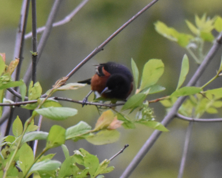 Orchard Oriole - ML618623128