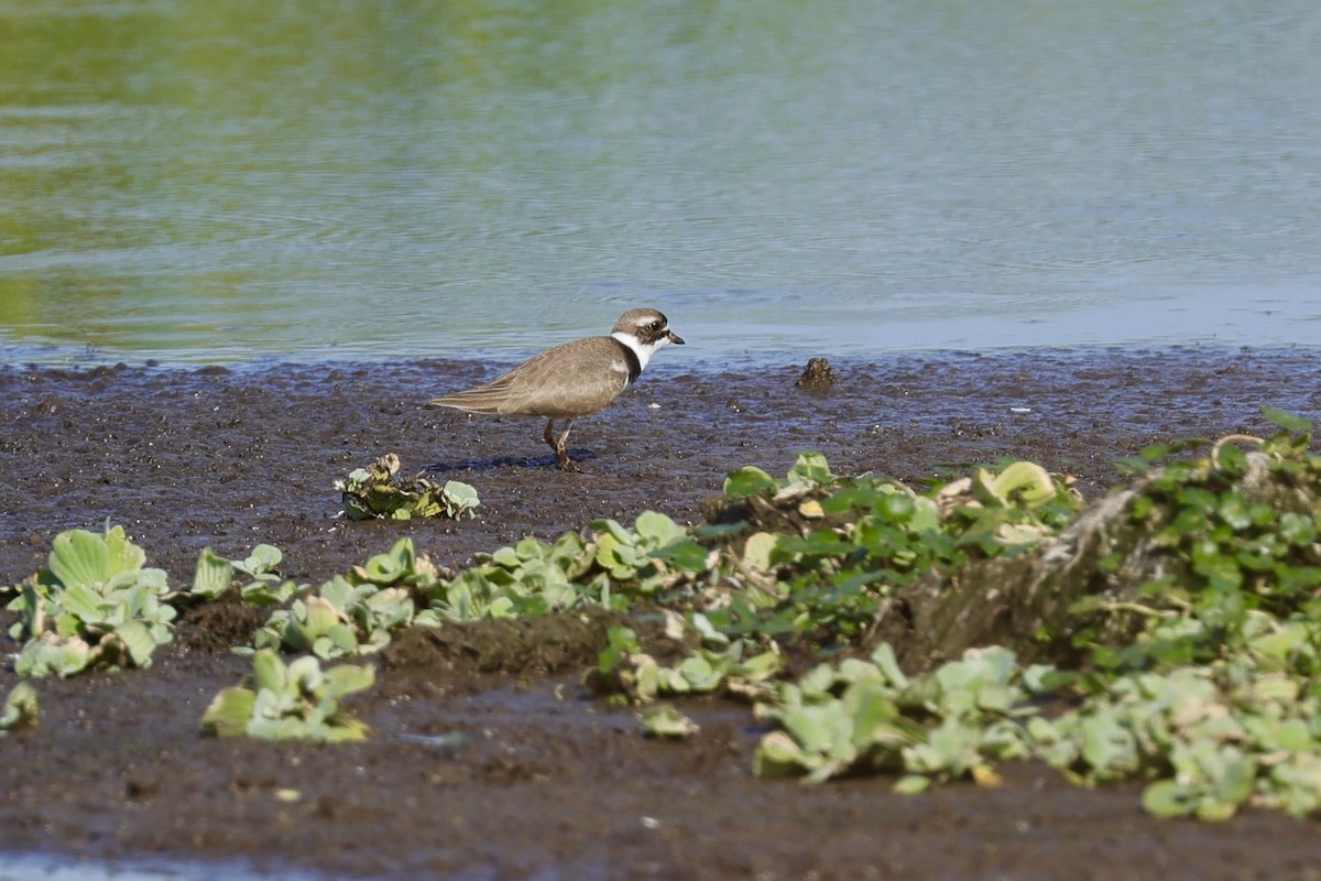 Semipalmated Plover - ML618623182