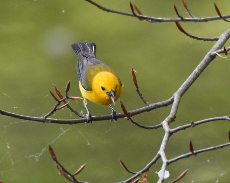Prothonotary Warbler - ML618623257
