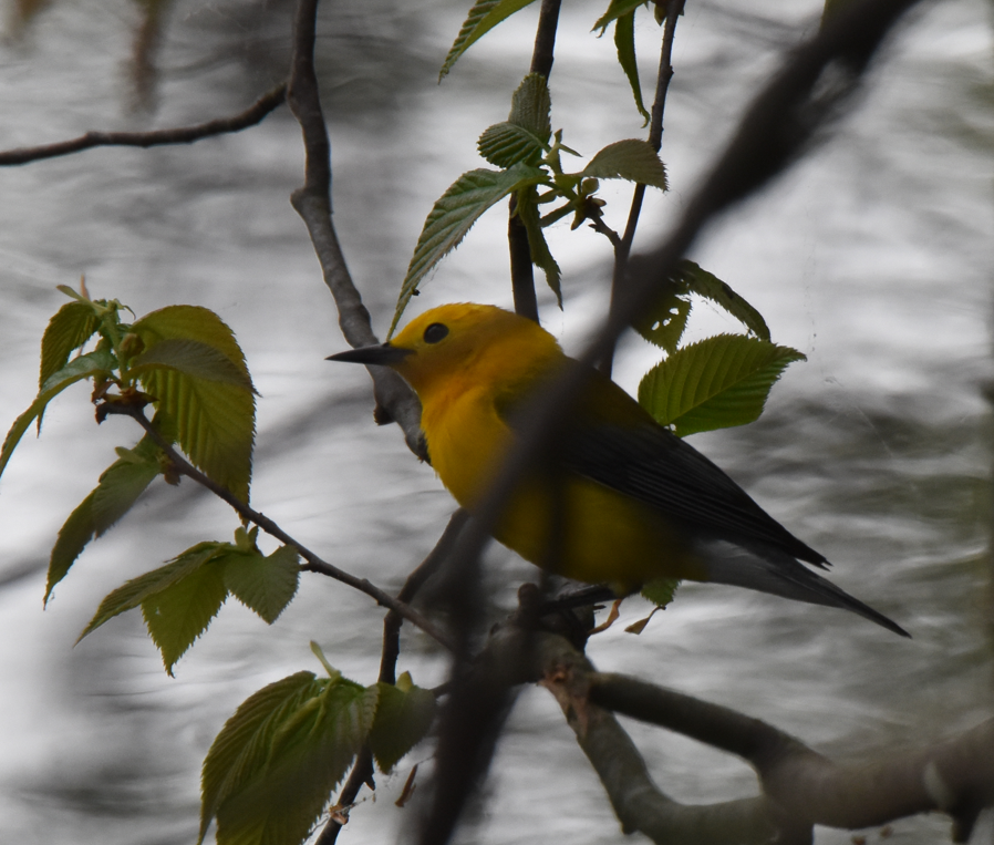 Prothonotary Warbler - ML618623258