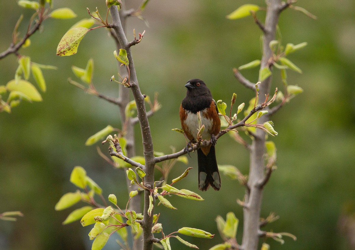 Spotted Towhee - ML618623305