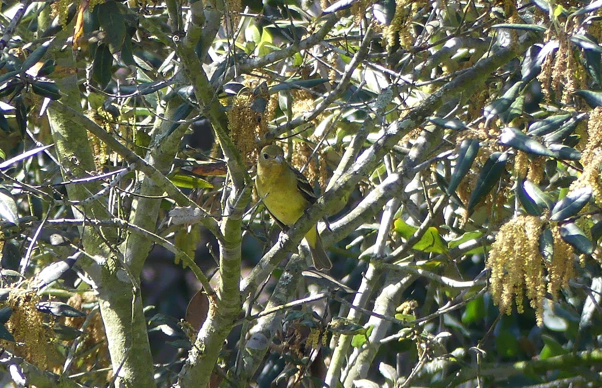 Western Tanager - ML618623308