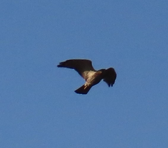 Broad-winged Hawk - Robin Gurule