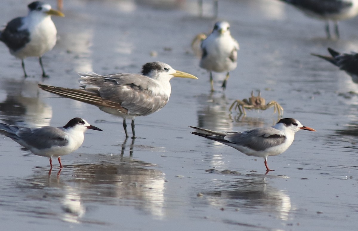 Great Crested Tern - ML618623320