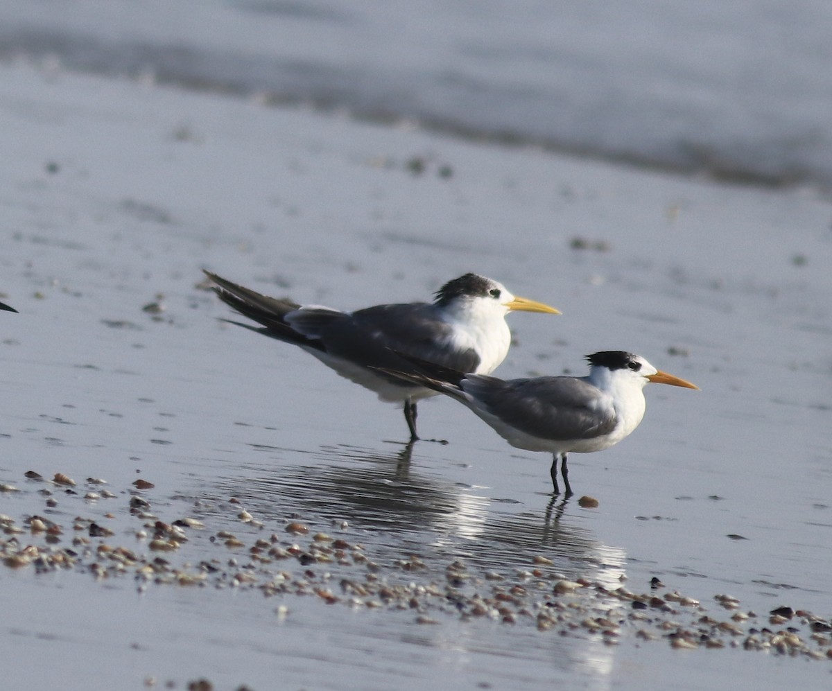 Great Crested Tern - ML618623322