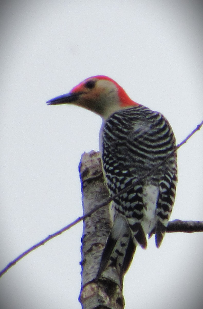 Red-bellied Woodpecker - ML618623331