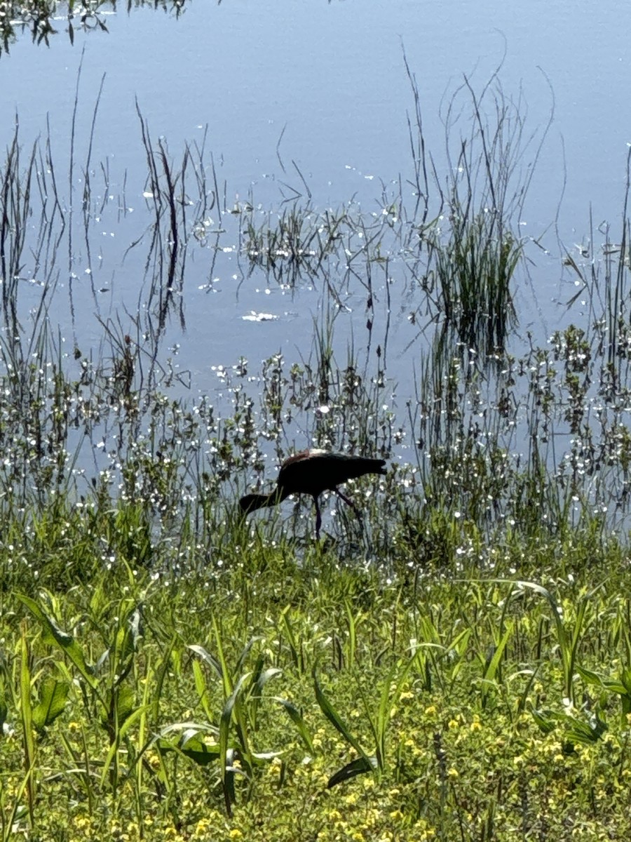 ibis hnědý x americký (hybrid) - ML618623355