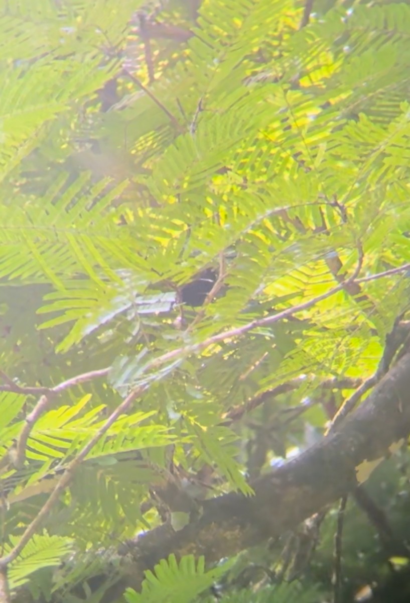 White-shouldered Tanager - ML618623357